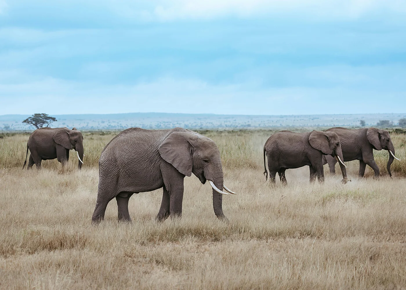 Safari landscape